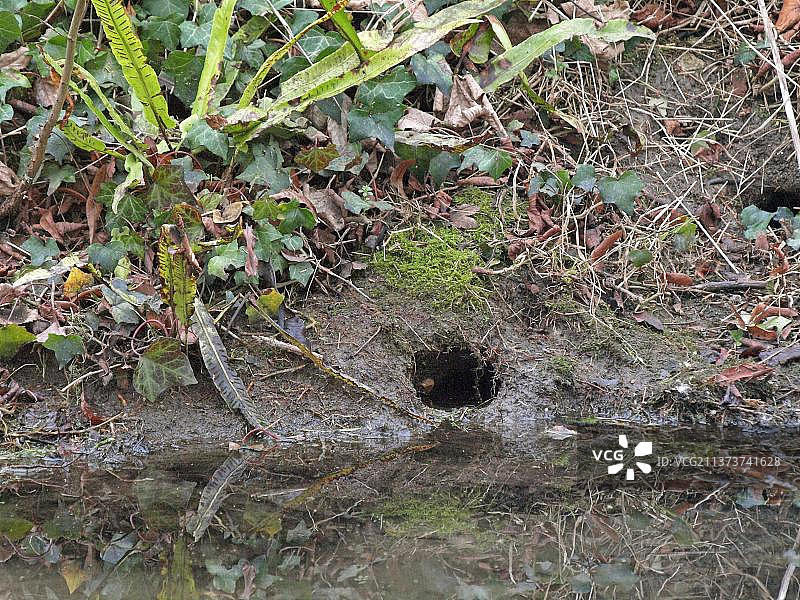 东方鼩鼱、欧亚水 vole（Arvicola terrestris）图片素材
