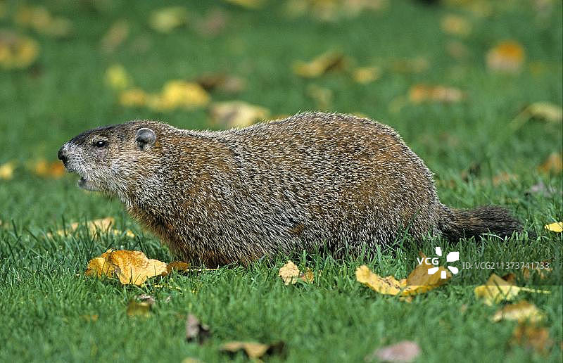 成年土拨鼠鸣叫图片素材