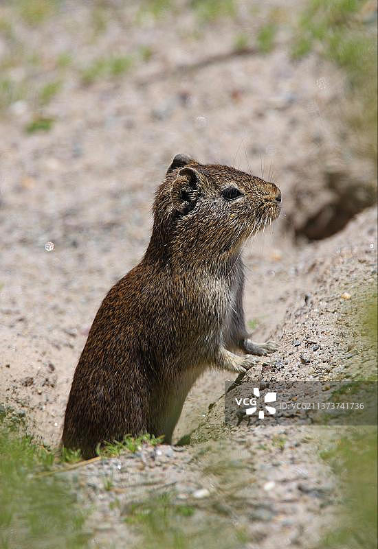 高地梳状鼠，成鼠，在土堆上，波祖埃洛斯国家纪念碑，胡胡伊省，阿根廷，南美洲图片素材