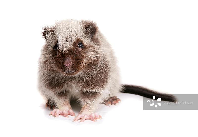 吕宋岛北部巨型云鼠幼鼠图片素材