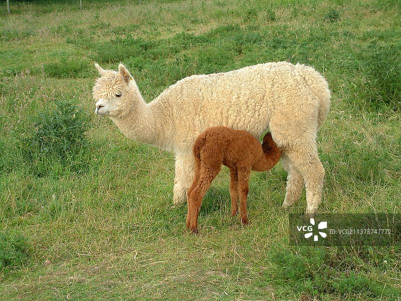 羊驼（羊驼），瓦卡亚品种，成年羊驼和一周大的幼崽图片素材