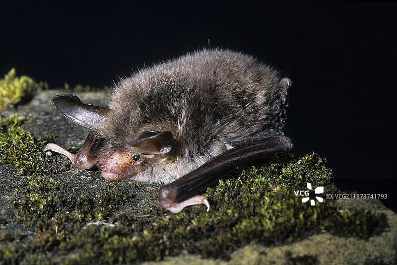 贝氏鼠耳蝠，蝙蝠，哺乳动物，动物，贝氏鼠耳蝠（在英国非常罕见）图片素材