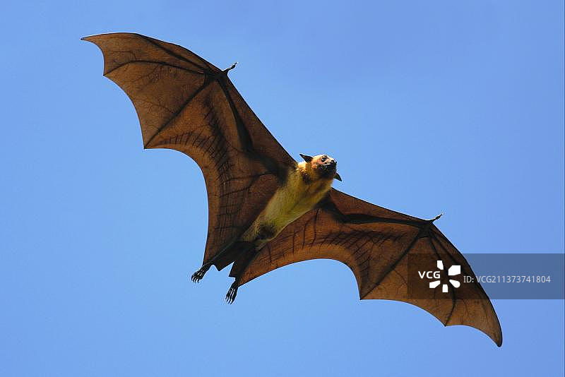 印度狐蝠（Pteropus giganteus）成年个体，飞行中，斯里兰卡亚拉西部国家公园附近图片素材