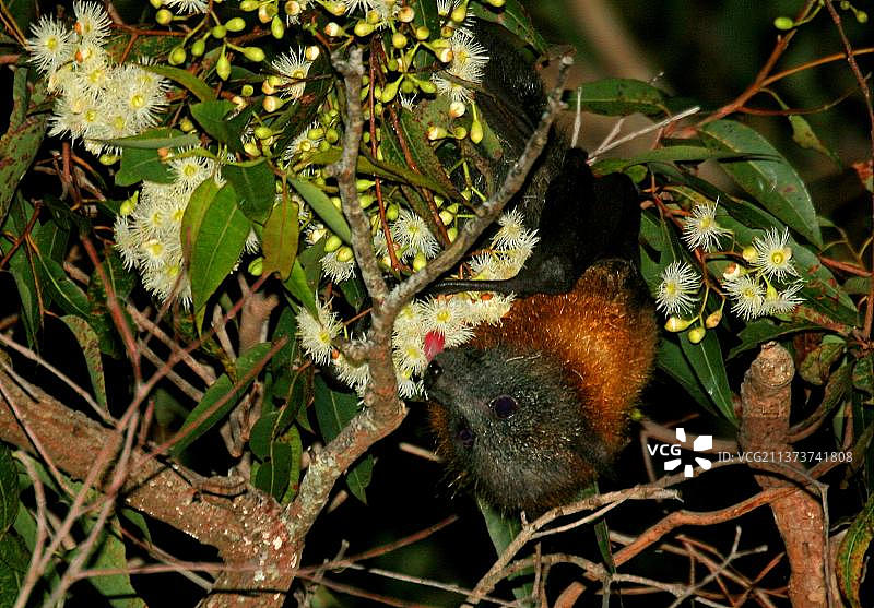 灰头狐蝠，蝙蝠，哺乳动物，动物，灰头狐蝠以桉树为食，新南威尔士州，澳大利亚，大洋洲图片素材