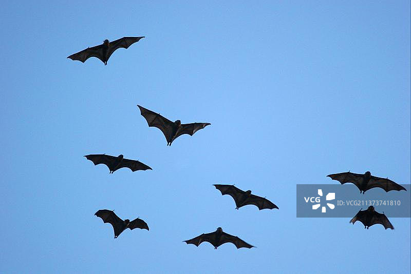 灰头狐蝠，澳大利亚新南威尔士州，大洋洲图片素材