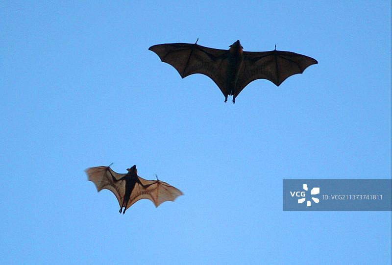 灰头狐蝠，在澳大利亚新南威尔士飞行的灰头狐蝠和小红狐蝠图片素材