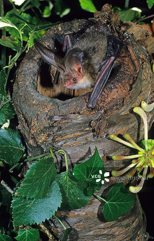 棕色长耳蝙蝠图片素材