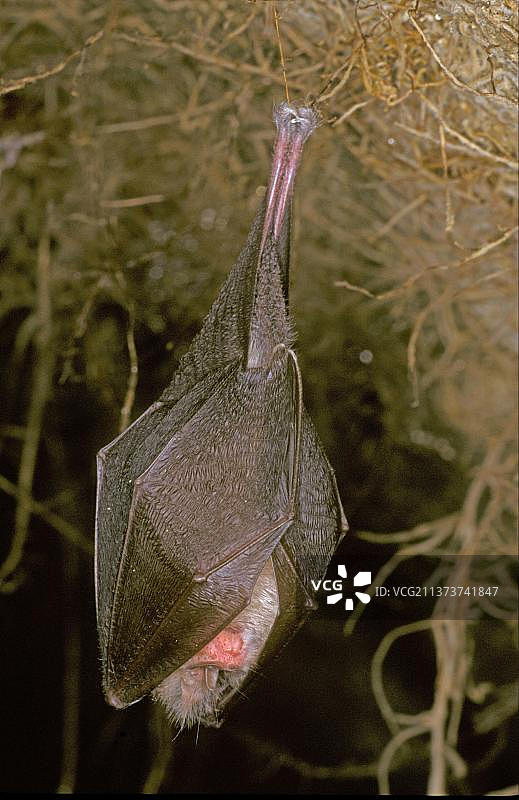 小蹄蝠栖息在树根上，正在冬眠，西班牙，欧洲图片素材