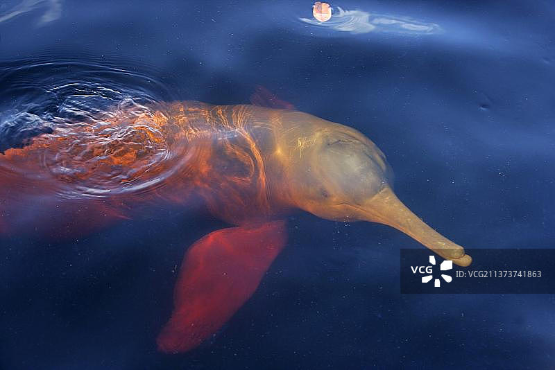 亚马逊河豚图片素材