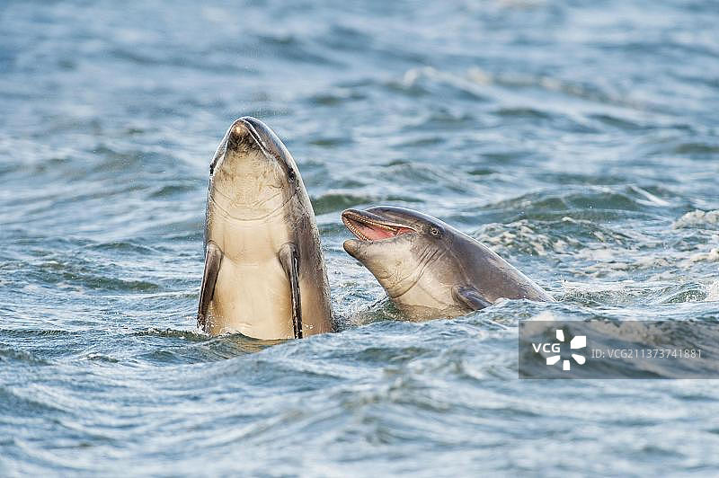 苏格兰默里湾宽吻海豚的攻击性社交行为图片素材