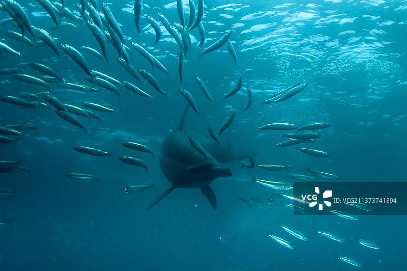 长吻原海豚图片素材