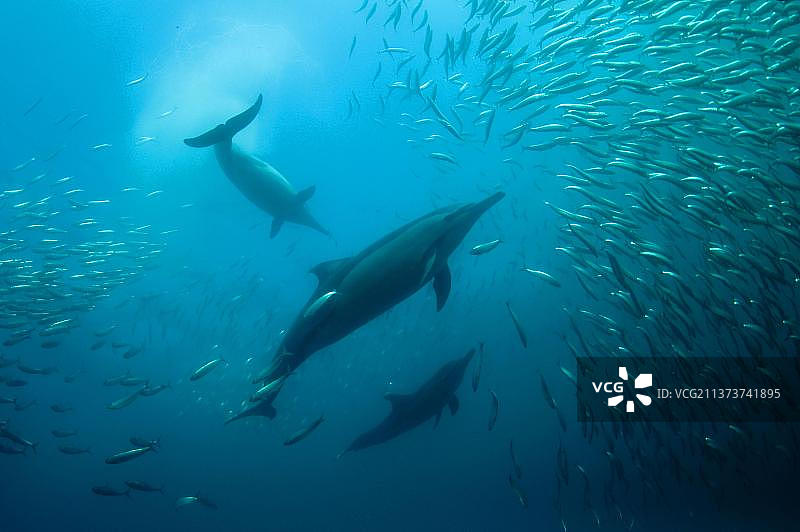 长吻原海豚图片素材