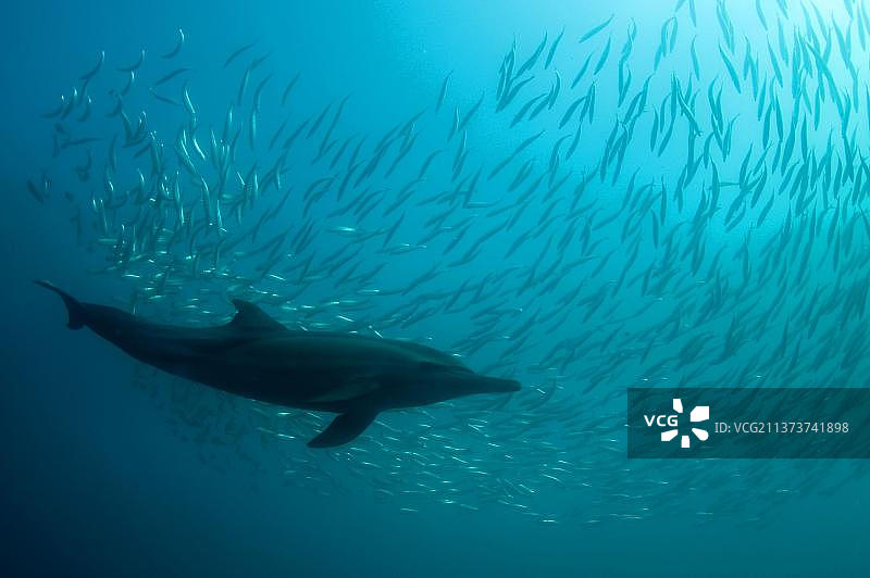 长吻原海豚图片素材