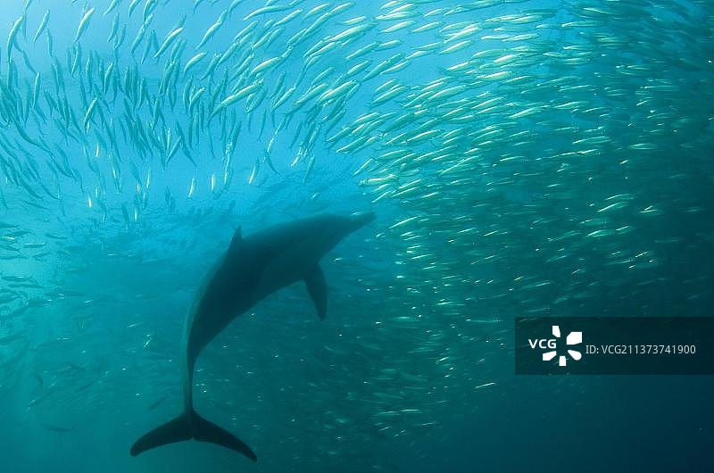 长吻原海豚图片素材