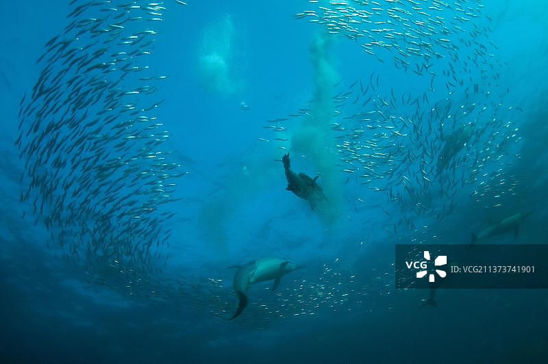 长吻原海豚图片素材