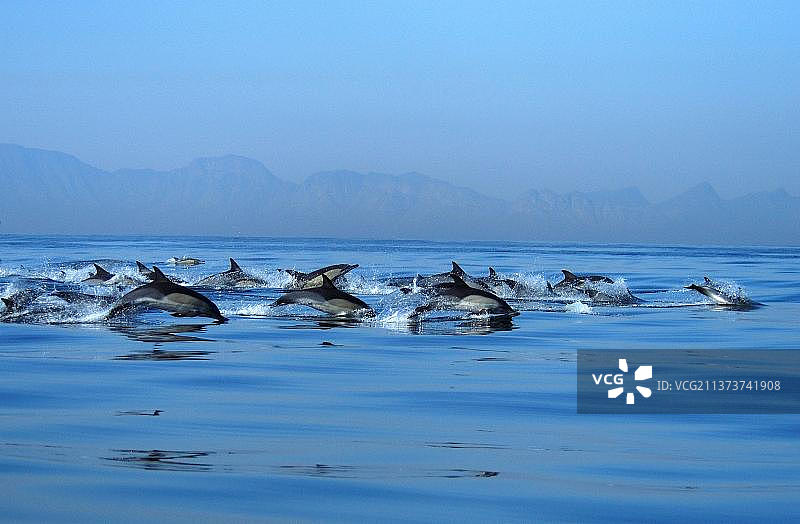 普通海豚图片素材