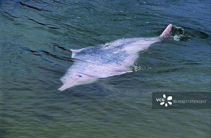 中华白海豚，印度太平洋驼背豚（Sousa chinensis），粉色阶段，浅水区图片素材