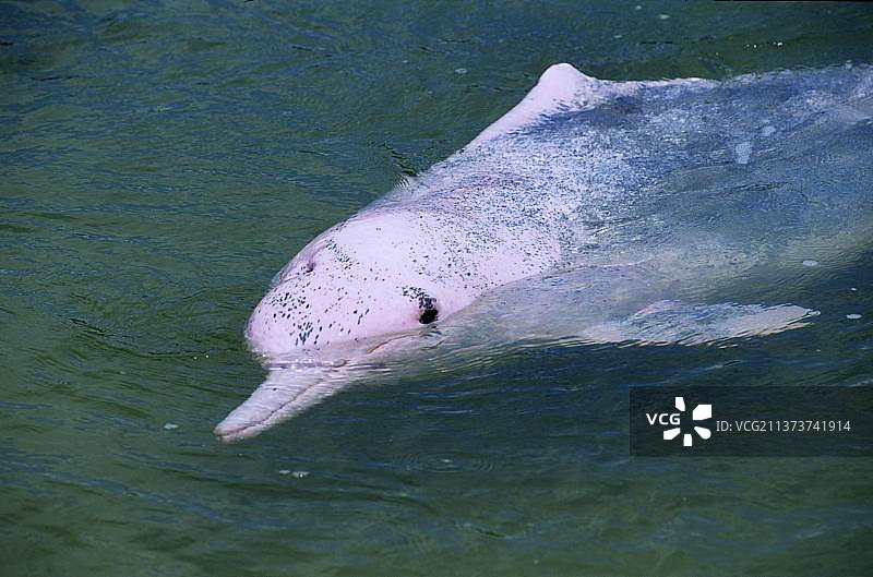 中华白海豚，印度太平洋驼背豚（Sousa chinensis），粉色阶段，浅水区图片素材