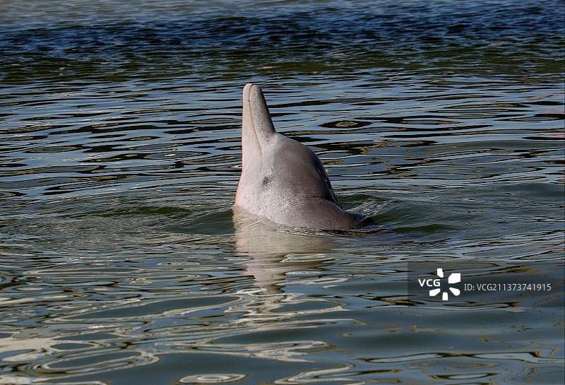 中华白海豚图片素材