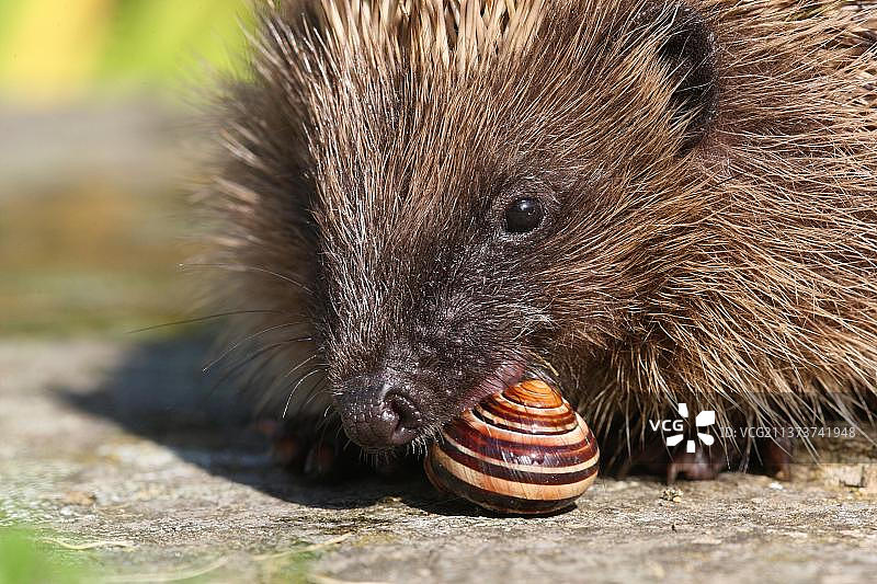 站在落叶中的欧洲刺猬（学名：Erinaceus europaeus）图片素材