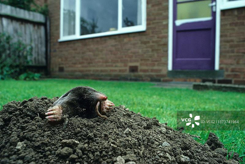 欧洲鼹鼠图片素材
