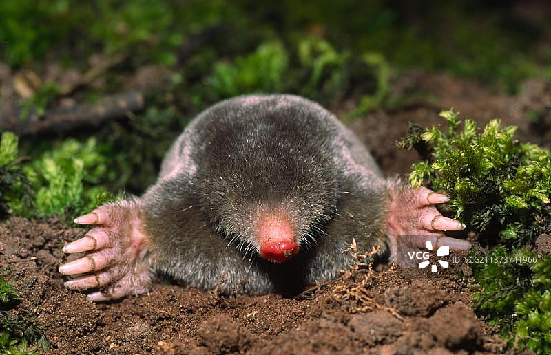 欧洲鼹鼠，从洞中钻出的成年欧洲鼹鼠，苏格兰图片素材