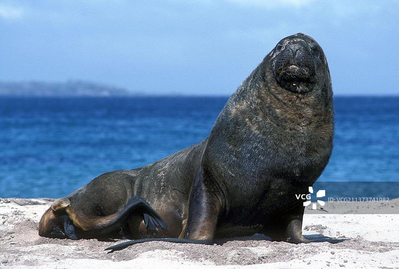 在沙滩上的胡克海狮图片素材