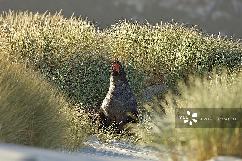 胡克海狮图片素材