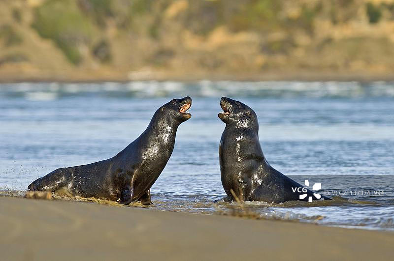 胡克海狮图片素材