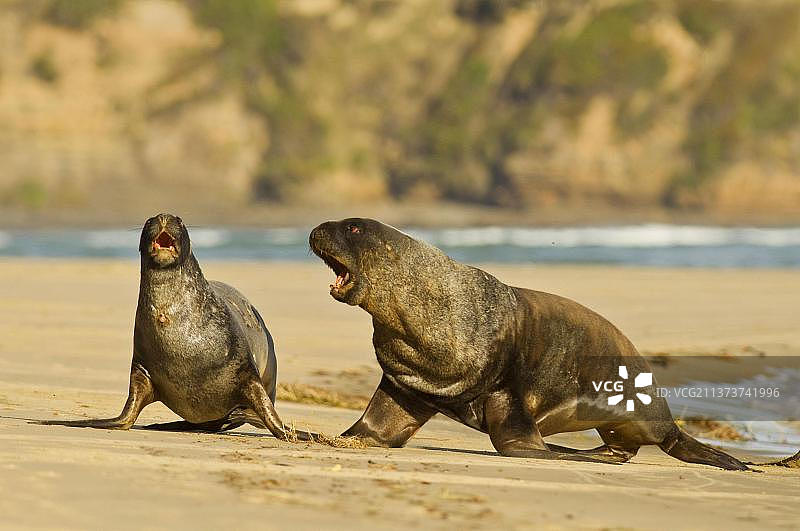 胡克海狮图片素材