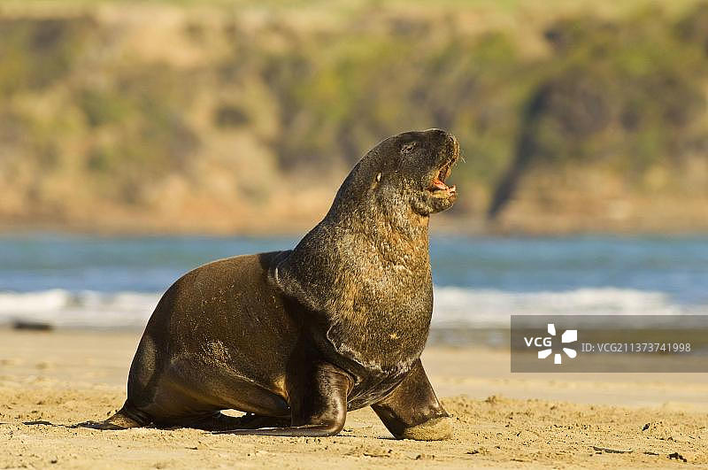 胡克海狮图片素材