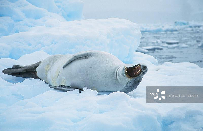 南极洲冰流上的食蟹海豹图片素材