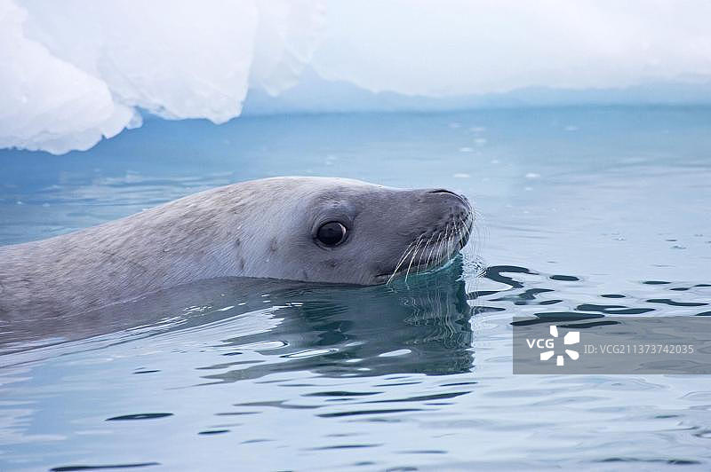 食蟹海豹：南极半岛莱梅尔海峡冰层之间图片素材