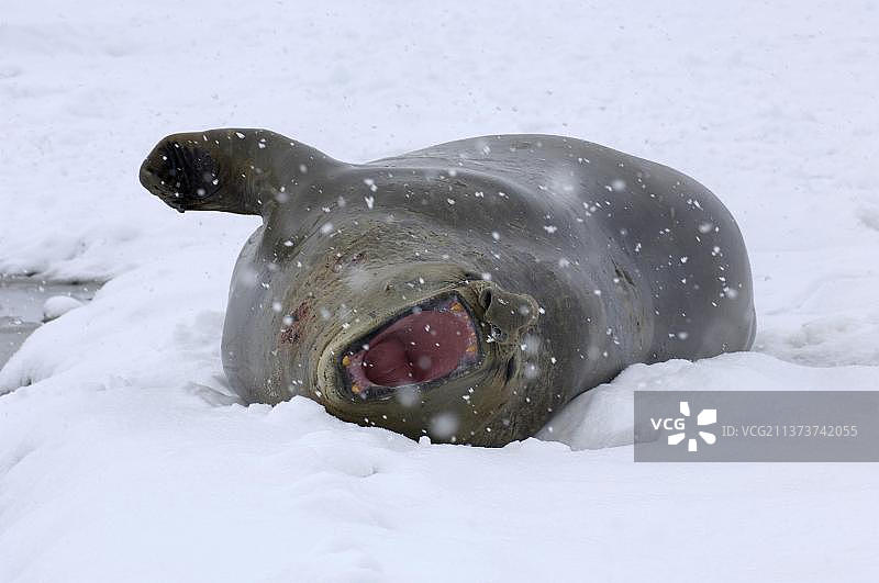 南象海豹（雌性成年），在雪地里休息图片素材