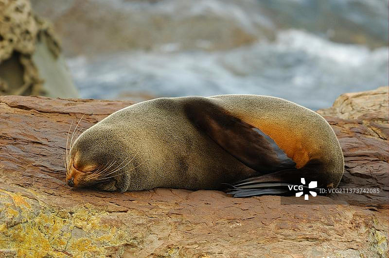 在凯库拉附近的奥豪角岩石上休息的新西兰海狗图片素材