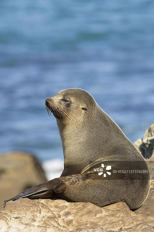 新西兰海狗，栖息于南岛沿海岩石上图片素材