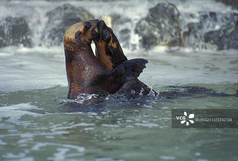 南非毛皮海狮图片素材