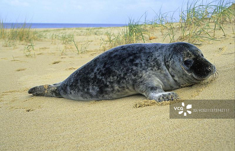 英国诺福克海滩上的灰海豹幼崽图片素材