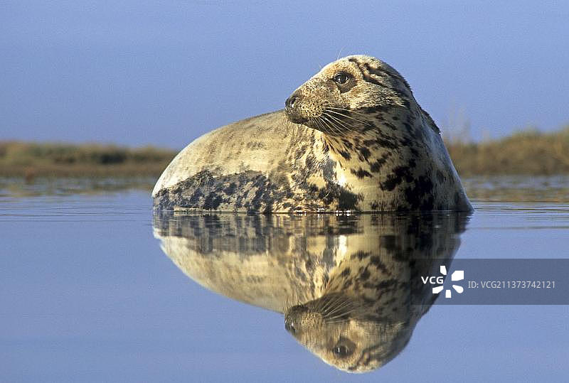 灰海豹，海洋哺乳动物，捕食者，林肯郡潮汐池中的成年雌性灰海豹，英格兰，冬季图片素材