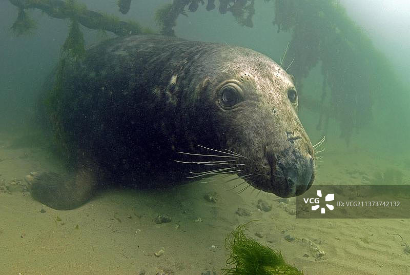英国康沃尔郡纽基港，停泊浮标链下休息的成年雄性灰色海豹(Halichoerus grypus)图片素材