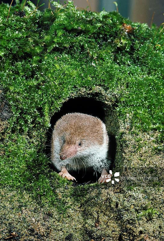 普通鼩鼱图片素材