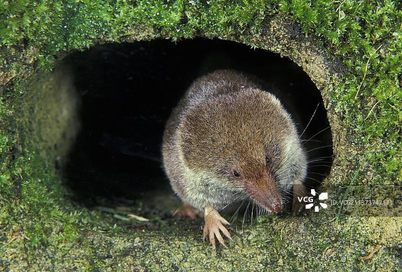 普通鼩鼱图片素材