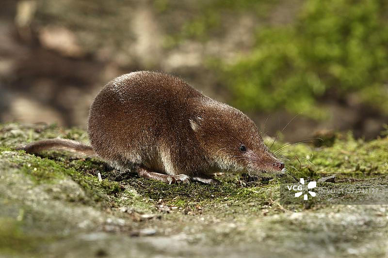 普通鼩鼱：站立在苔藓上的成年个体图片素材