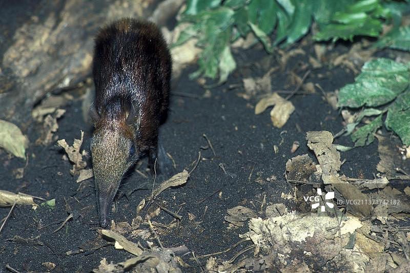 格子象鼩（Rhynchocyon cirnei），斑点长鼻象鼩，长鼻跳鼠，食虫动物，哺乳动物，动物，巨型象鼩在地面觅食图片素材