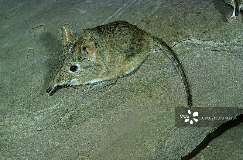 北非象鼩图片素材