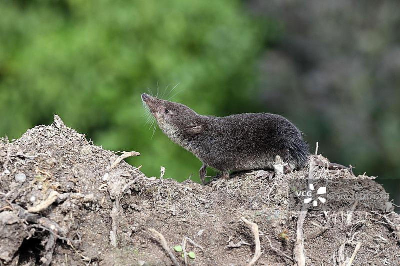 成年欧亚水鼩站在裸露的土壤上图片素材