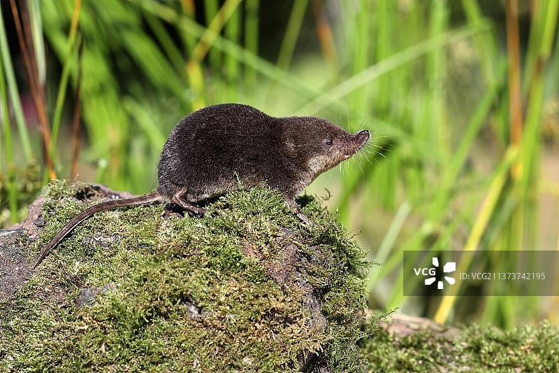 欧亚水鼩（Neomys fodiens）成年个体，站立在苔藓上，英国沃里克郡图片素材