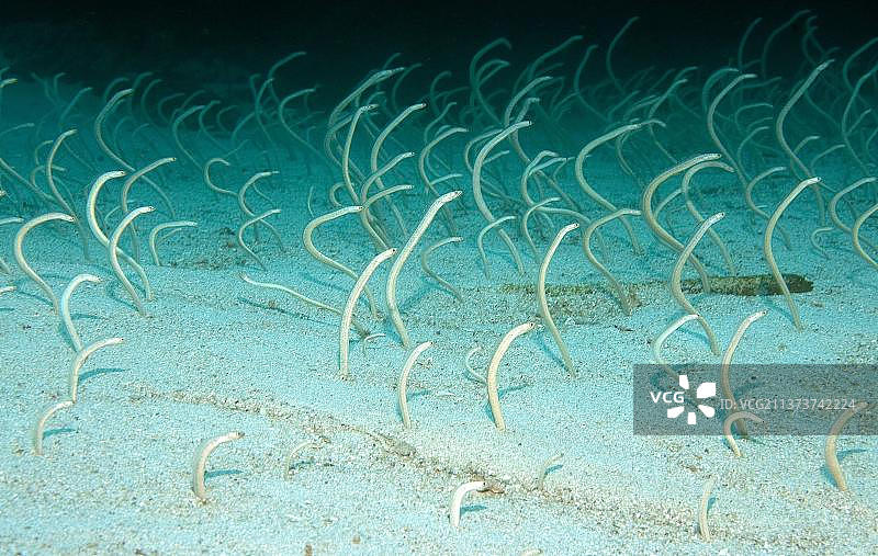 花园鳗（非洲埃及胡尔格达）图片素材