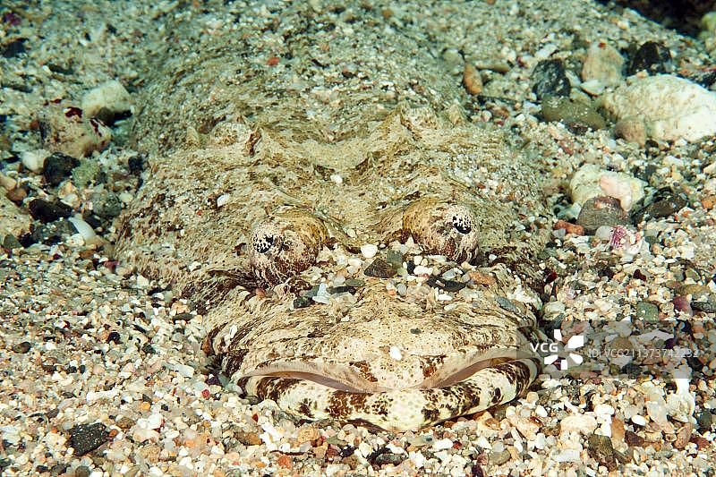 长头 Papilloculiceps 红海地毯图片素材