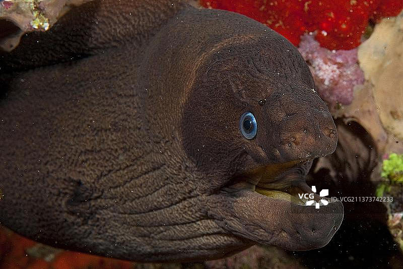 大西洋单色裸胸鳝图片素材